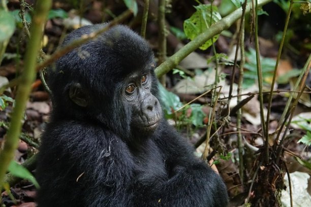 Bwindi Lodge — Buhoma Sector, Bwindi Impenetrable Forest, Uganda
